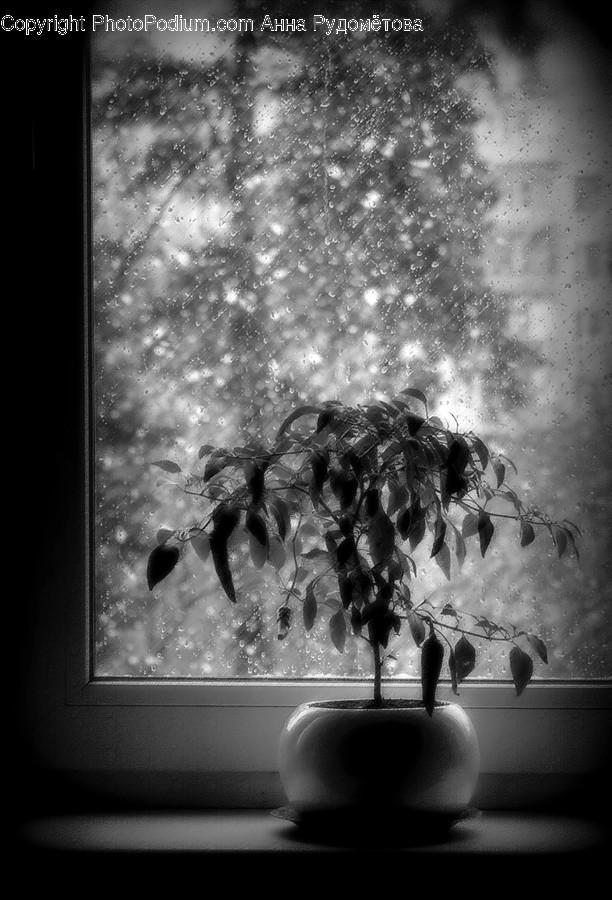 Lighting, Plant, Tree, Art, Painting