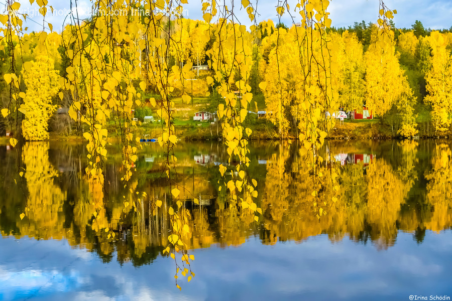 Tree, Plant, Flower, Blossom, Mimosa