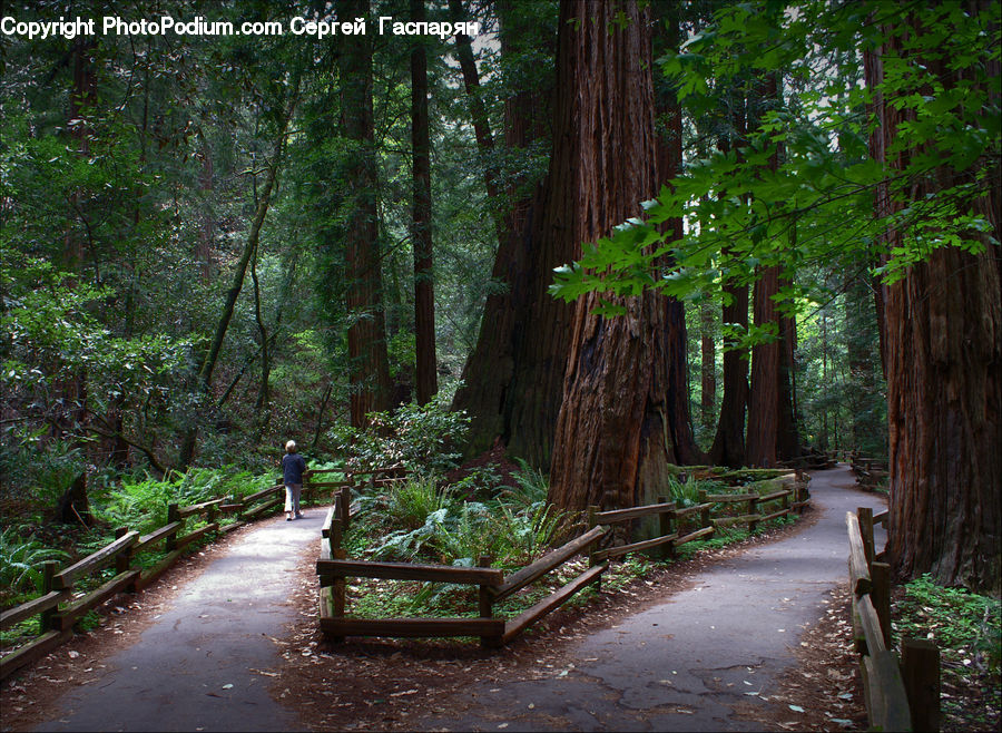 Fir, Redwood, Tree, Wood, Forest, Vegetation, Jungle