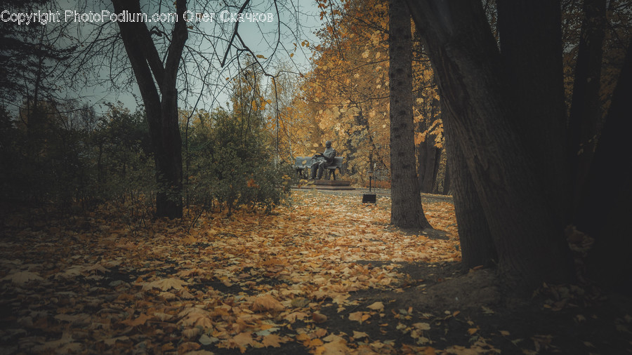 Plant, Tree, Tree Trunk, Leaf, Ground