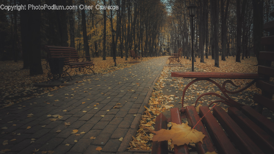 Bench, Furniture, Path, Walkway, Ground