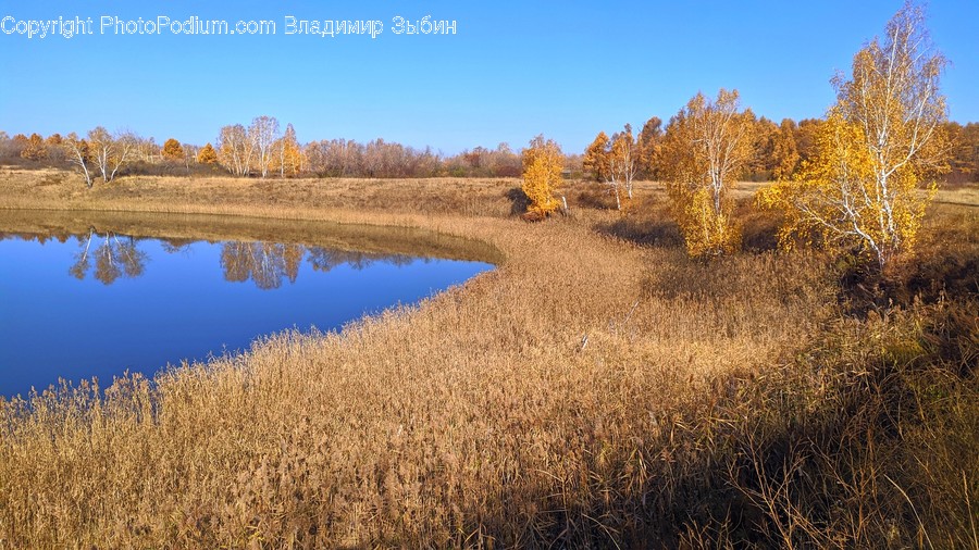 Nature, Water, Outdoors, Grass, Plant