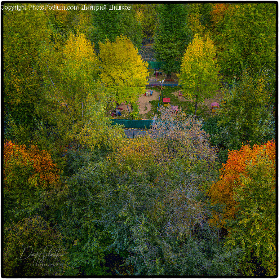 Tree, Plant, Abies, Fir, Conifer