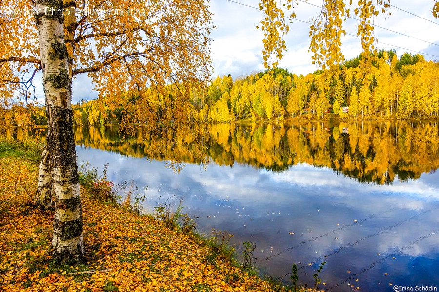 Plant, Tree, Water, Nature, Outdoors