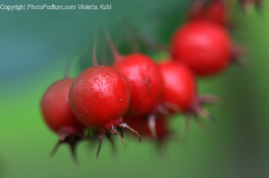 Plant, Fruit, Food, Cherry, Radish