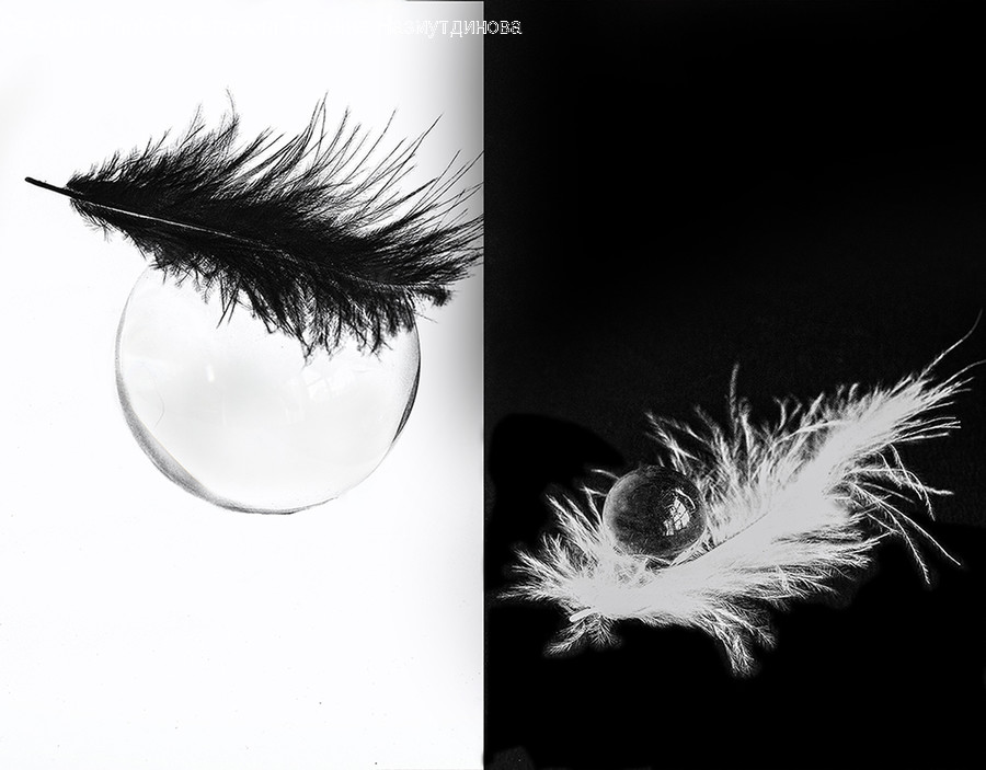 Bird, Animal, Bubble, Apparel, Clothing