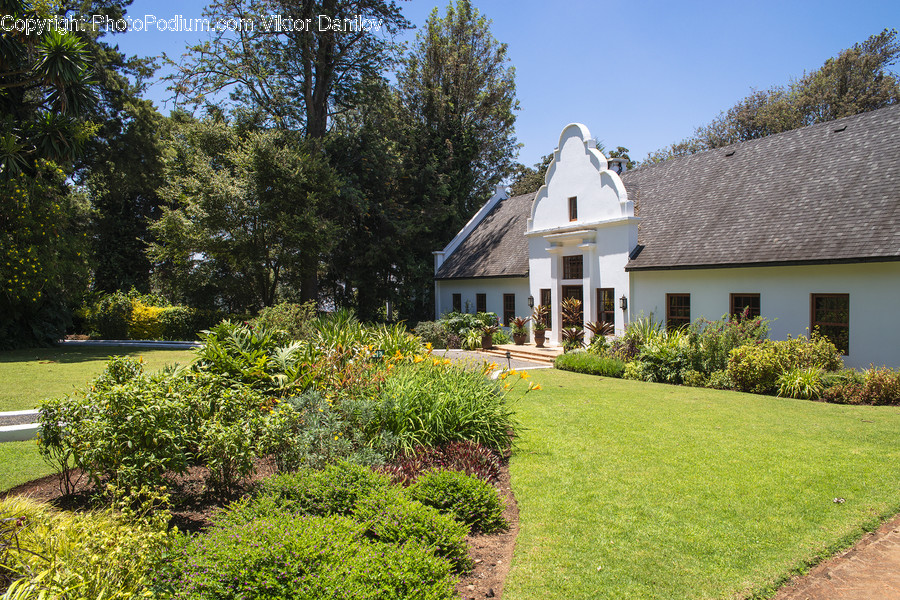 Plant, Grass, Lawn, Roof, Tree