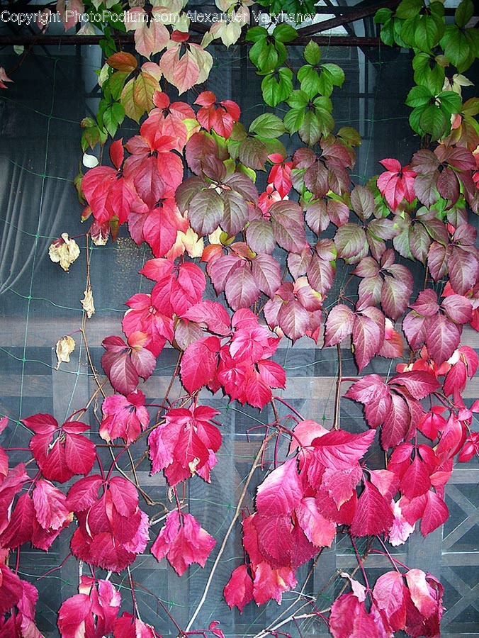 Leaf, Plant, Tree, Ivy, Rug
