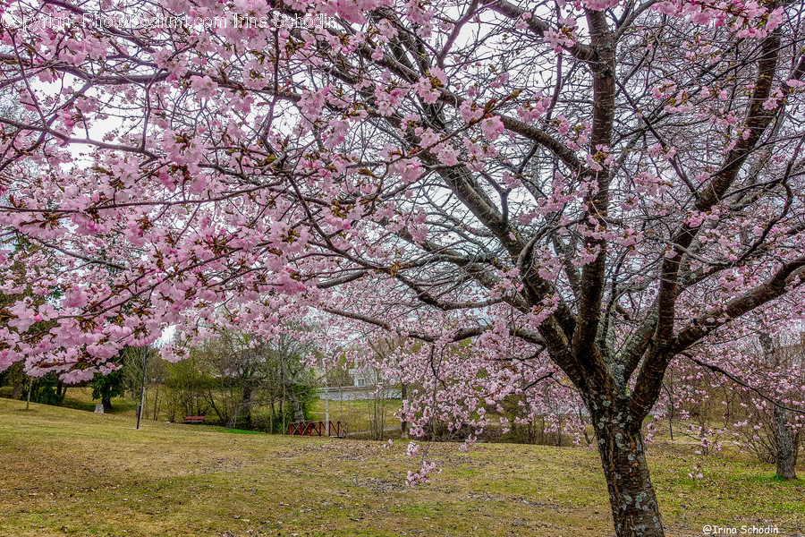 Plant, Blossom, Flower, Cherry Blossom, Tree