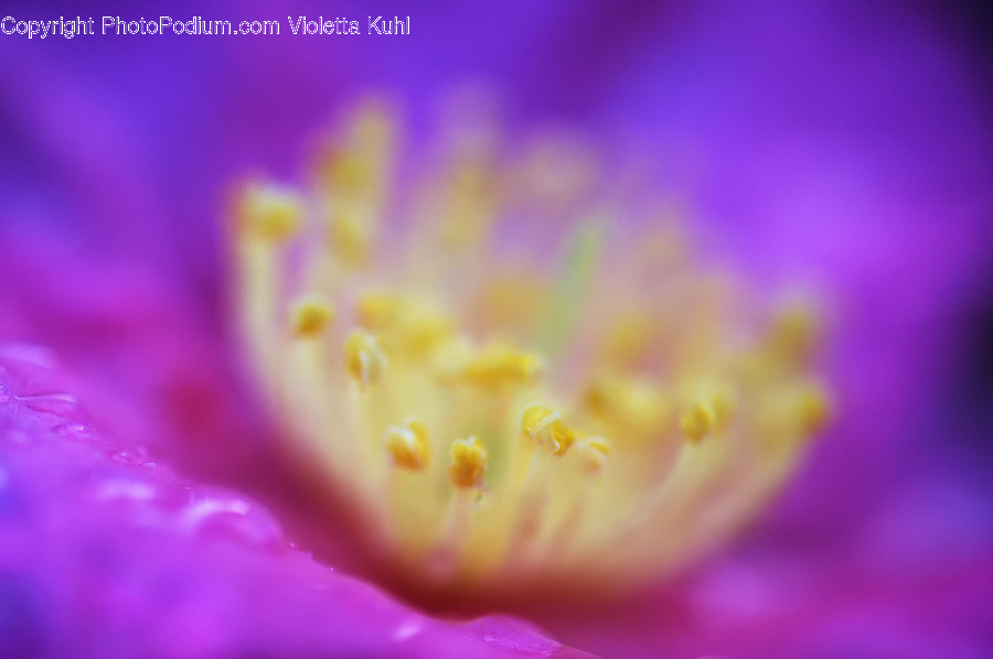 Pollen, Plant, Flower, Blossom