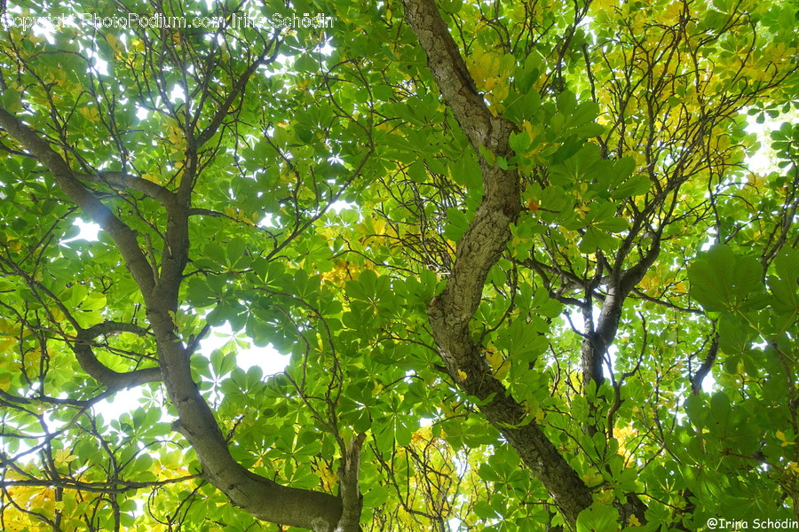 Plant, Tree, Tree Trunk, Leaf, Sunlight