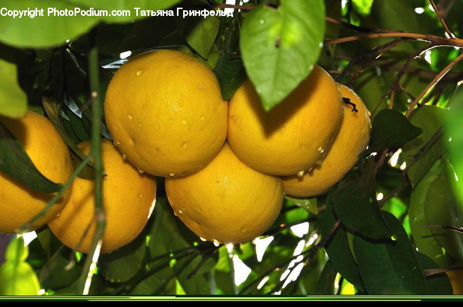 Citrus Fruit, Fruit, Grapefruit, Pomelo