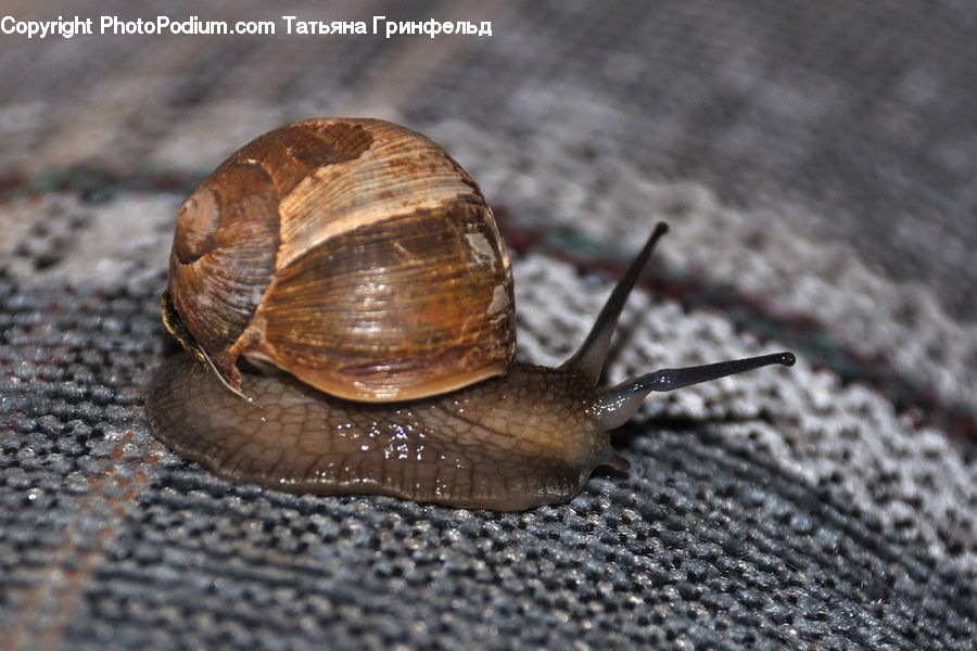 Invertebrate, Snail, Cockroach, Insect