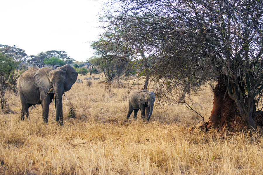 Field, Savanna, Nature, Outdoors, Grassland