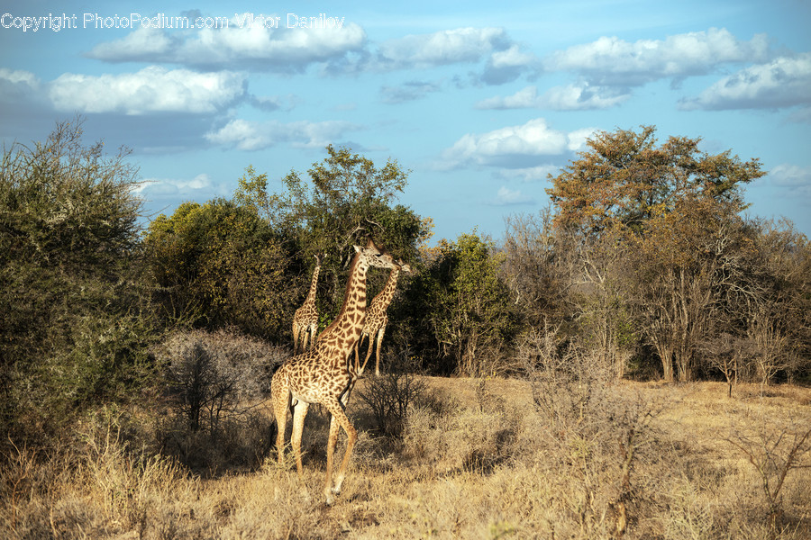 Bush, Vegetation, Plant, Savanna, Nature
