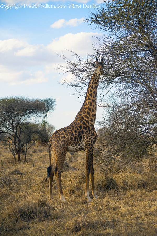Savanna, Grassland, Field, Nature, Outdoors