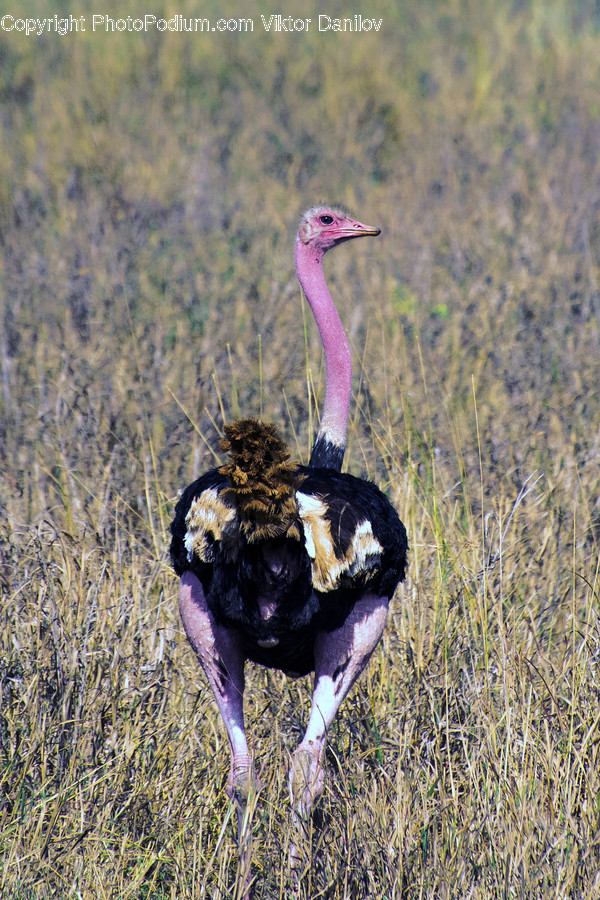Animal, Bird, Ostrich, Wildlife, Mammal