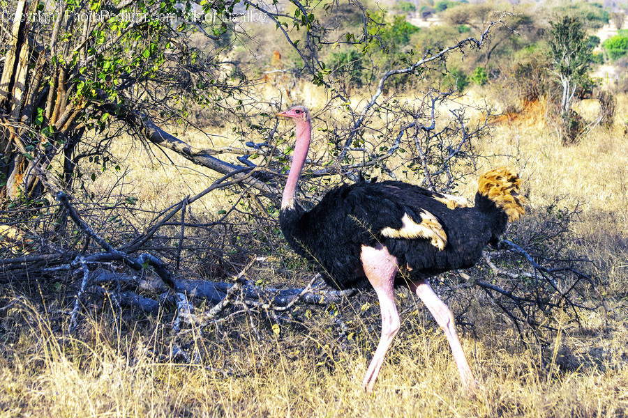 Bird, Animal, Ostrich