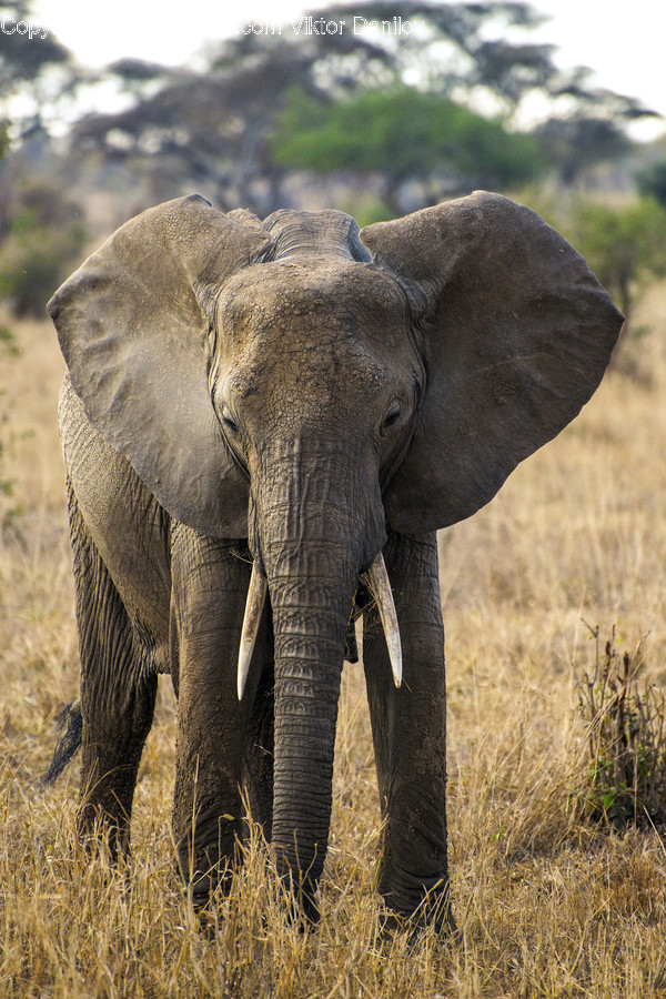 Mammal, Animal, Wildlife, Elephant