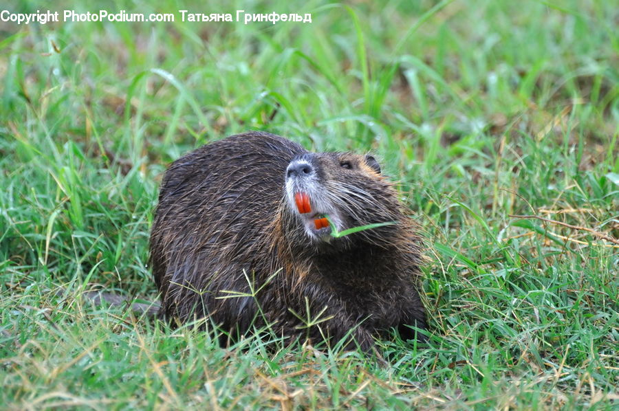 Animal, Beaver, Mammal, Rodent, Plant, Vegetation