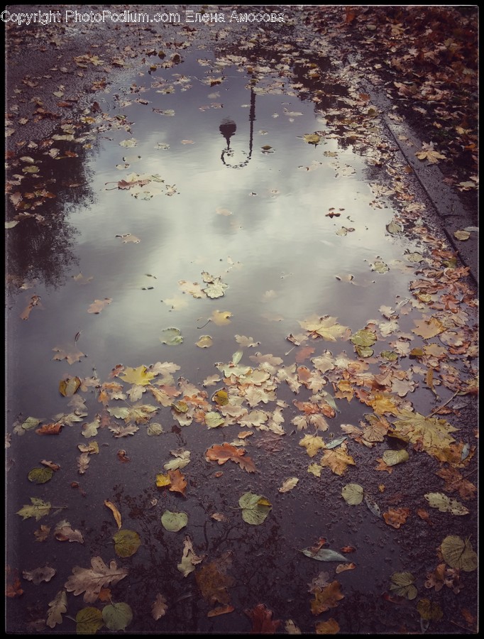 Puddle, Leaf, Plant, Rug