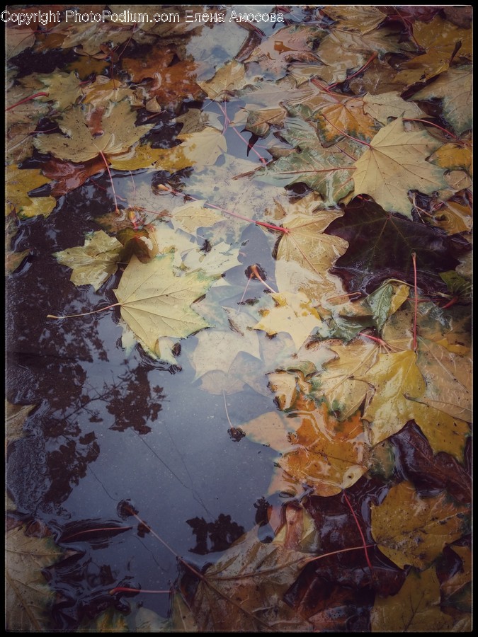 Leaf, Plant, Painting, Art, Tree