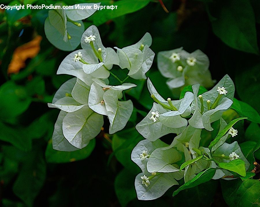 Plant, Blossom, Flora, Flower, Ivy, Vine, Petal