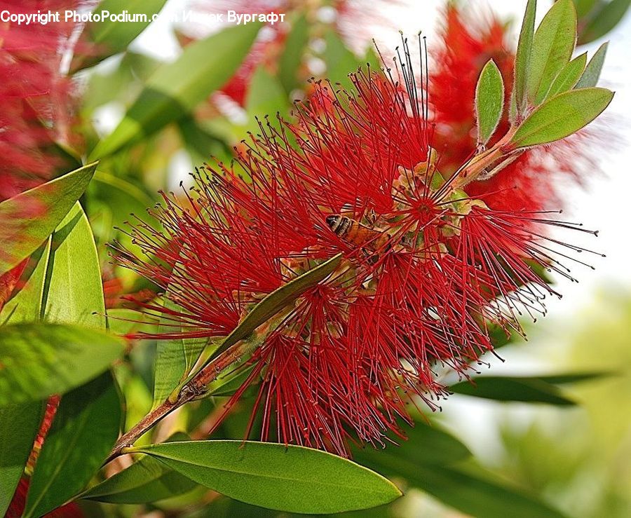 Blossom, Flora, Flower, Plant, Veins, Leaf, Conifer