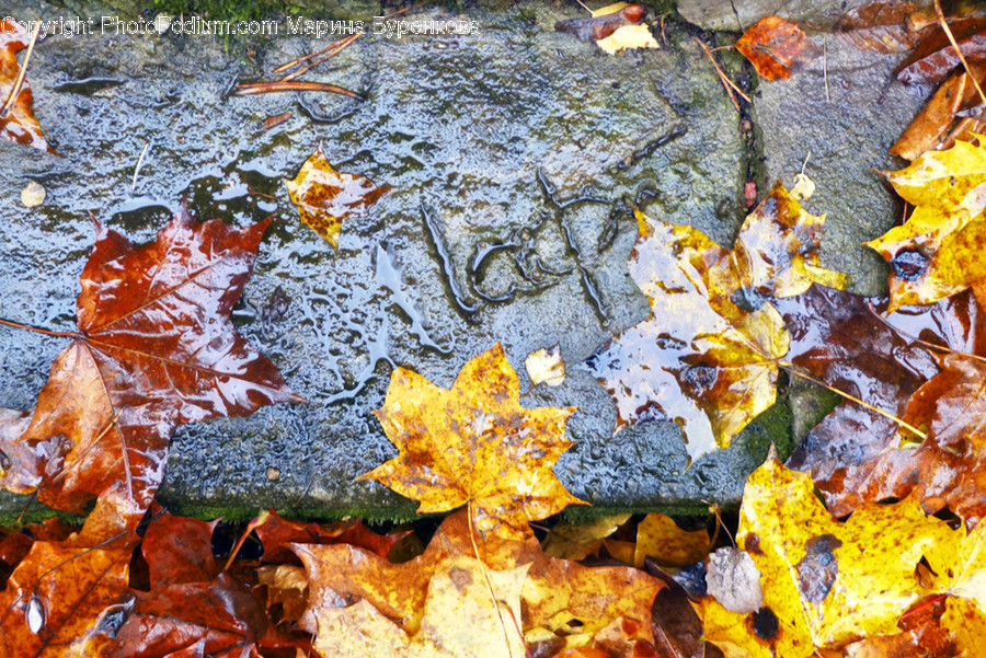 Leaf, Plant, Tree, Maple, Walkway