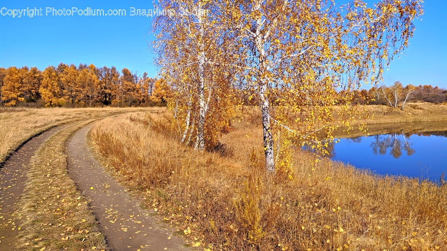 Tree, Plant, Road, Tree Trunk, Fir