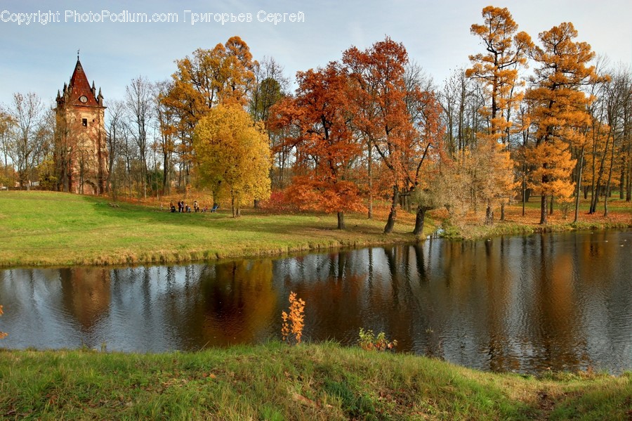 Plant, Tree, Water, Nature, Outdoors