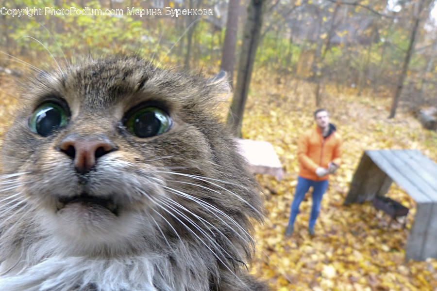 Human, Person, Pet, Animal, Mammal