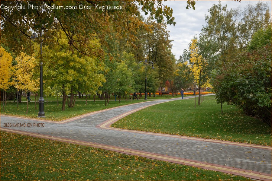 Plant, Grass, Path, Tree, Park