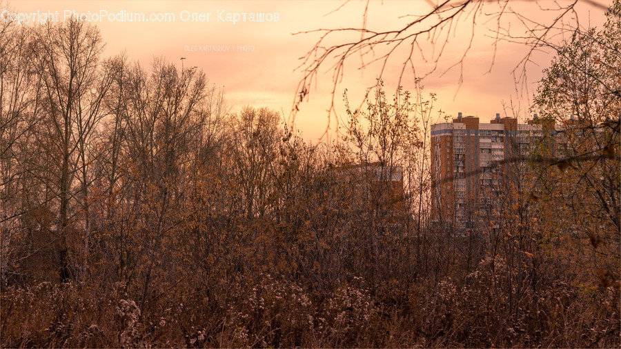 Grass, Plant, Urban, Tree, City