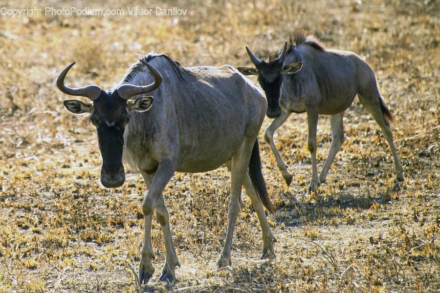 Wildlife, Mammal, Animal, Antelope, Cow