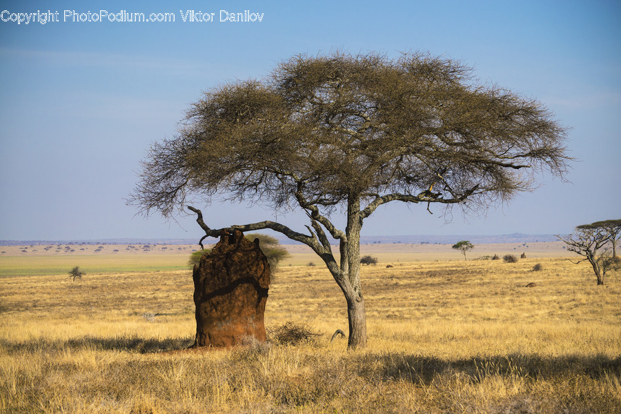 Grassland, Nature, Field, Savanna, Outdoors