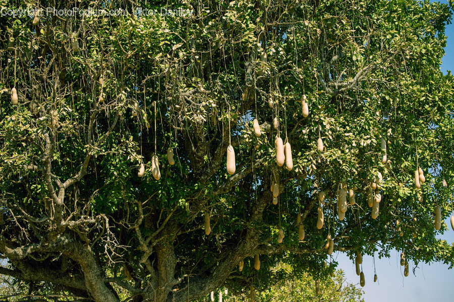 Plant, Food, Vegetable, Tree, Produce