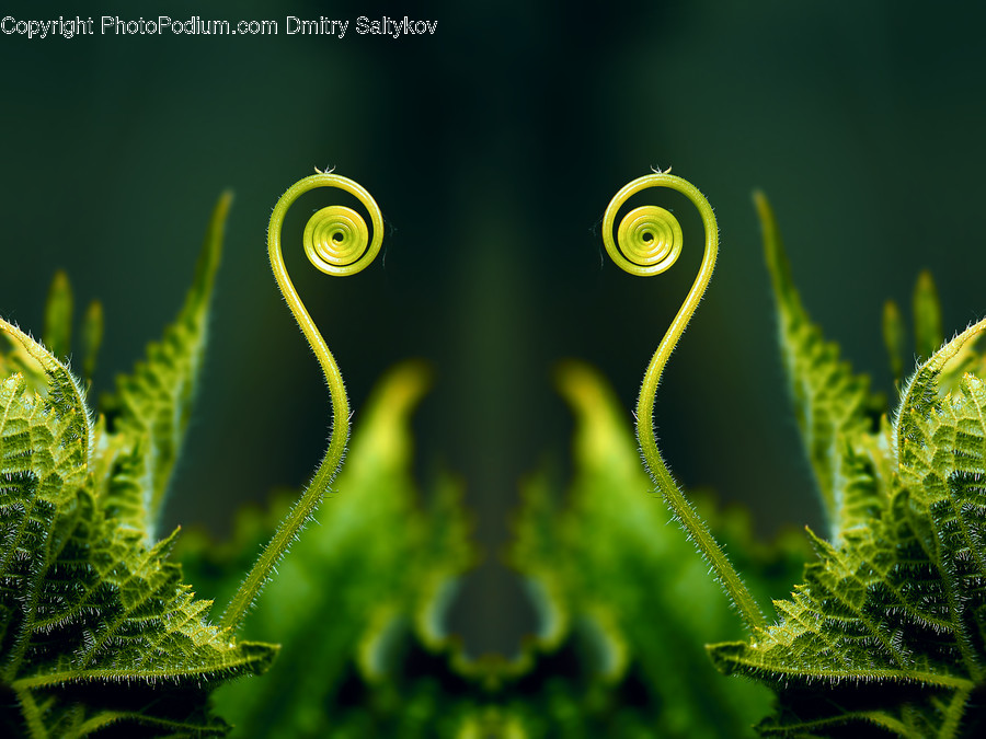 Green, Plant, Spiral, Fern, Coil