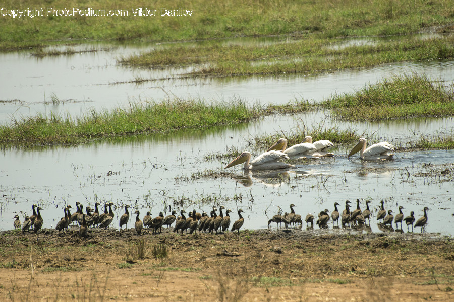Nature, Land, Outdoors, Water, Bird