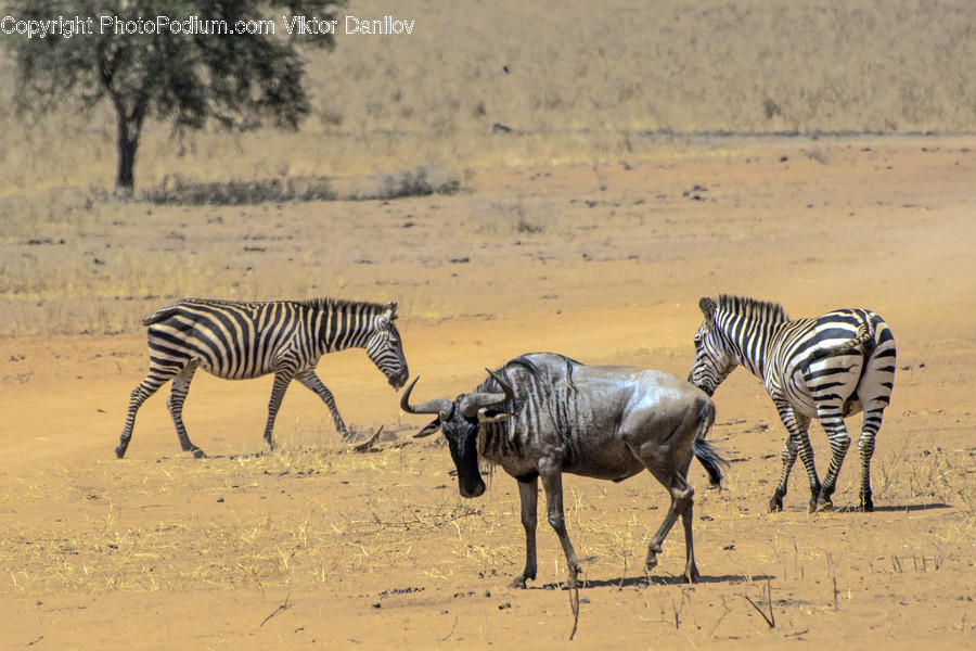 Animal, Wildlife, Mammal, Zebra, Field