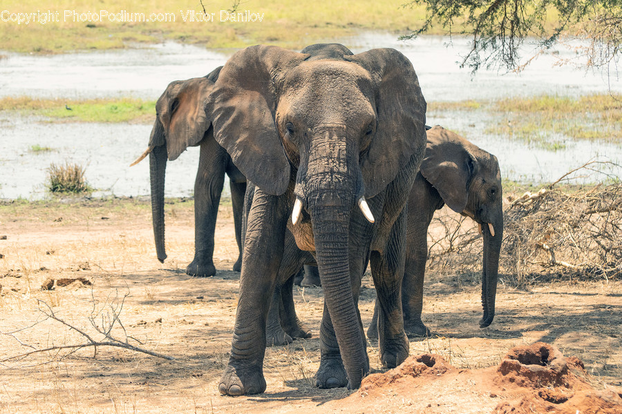 Animal, Mammal, Elephant, Wildlife