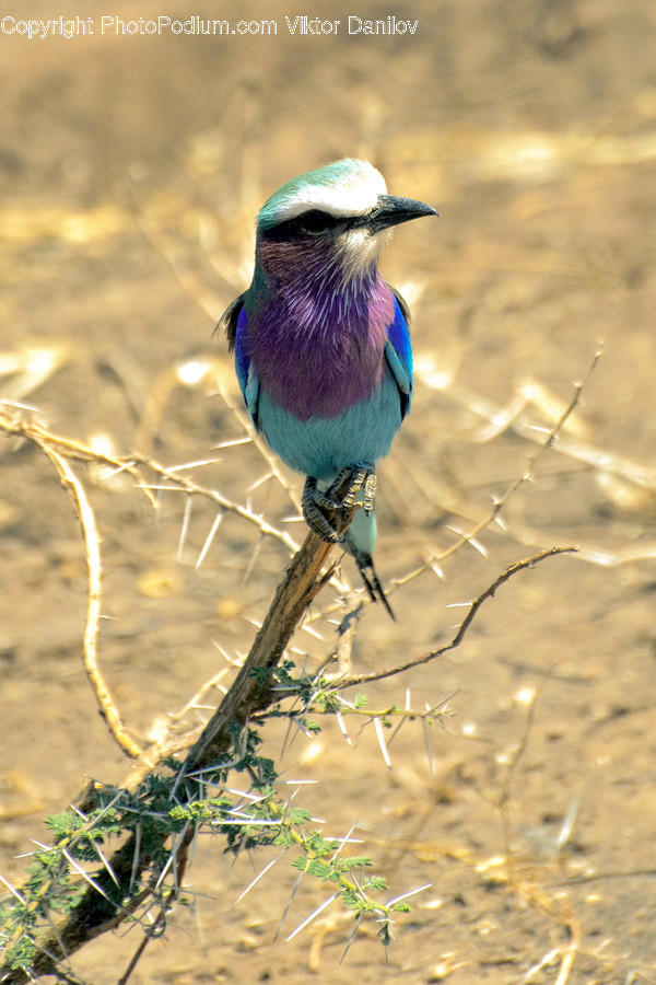 Animal, Jay, Bird, Bluebird, Bee Eater