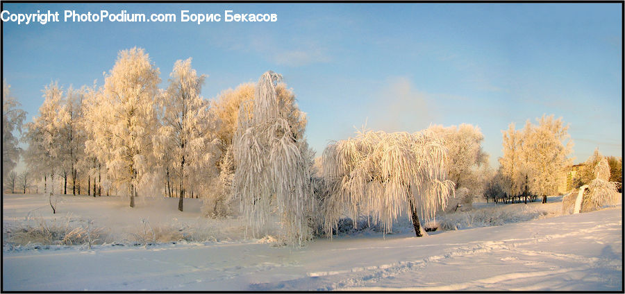Frost, Ice, Outdoors, Snow, Grass, Plant, Reed