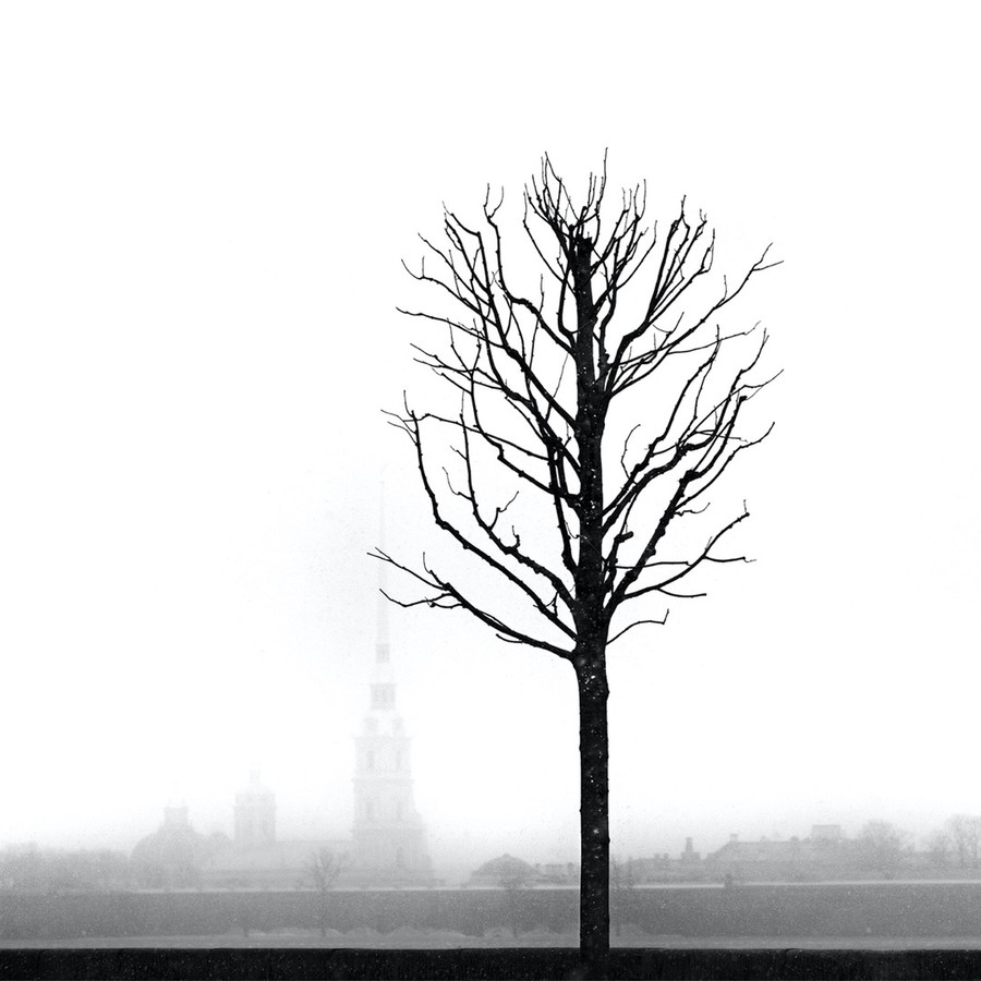 Nature, Outdoors, Tree, Plant, Fog