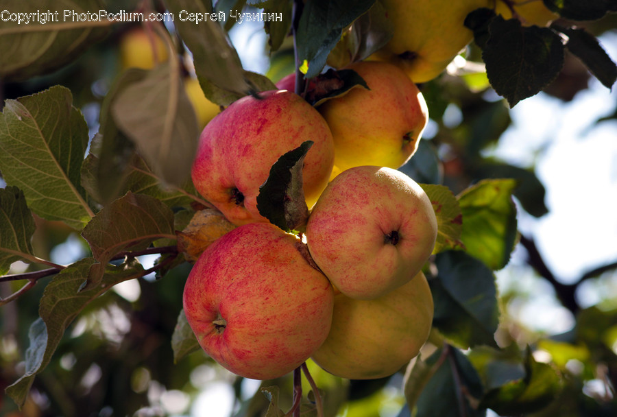 Plant, Fruit, Food, Produce, Apple