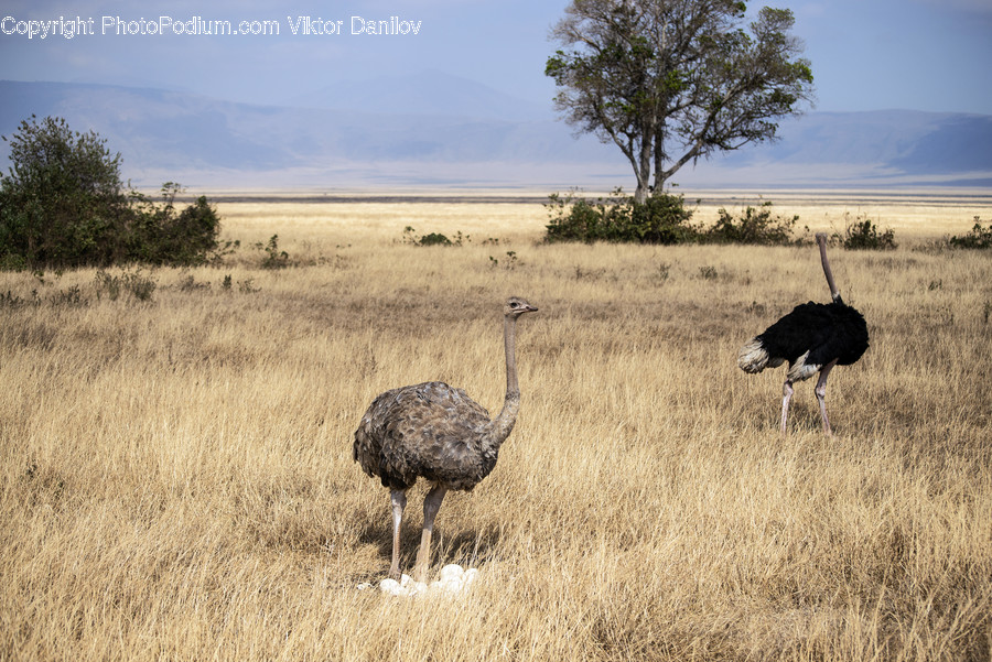 Bird, Animal, Mammal, Wildlife, Antelope