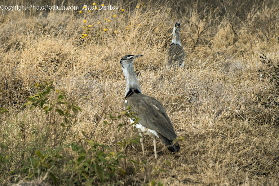 Bird, Animal, Waterfowl, Ground, Ardeidae