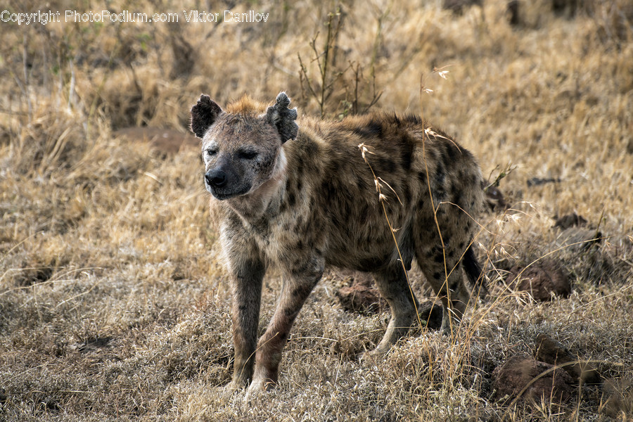 Wildlife, Lion, Mammal, Animal, Hyena