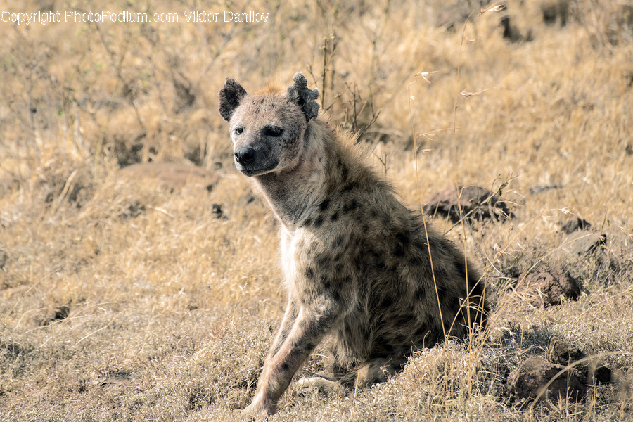 Mammal, Hyena, Animal, Wildlife, Jaguar