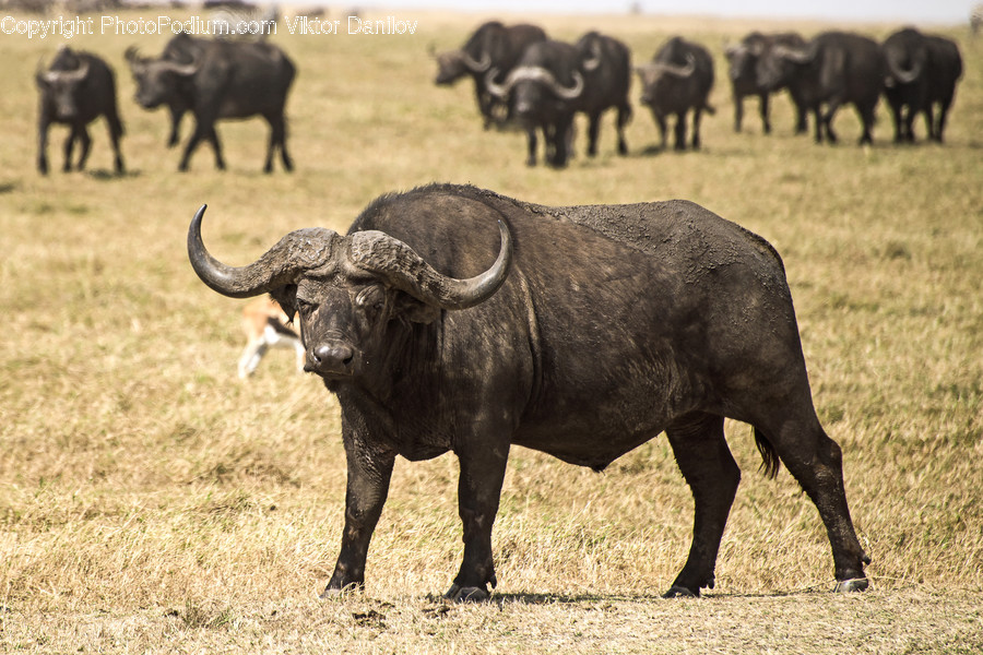 Mammal, Animal, Cattle, Cow, Wildlife